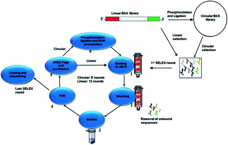 Workflow representation of the selection process. In the case of the circular library, the oligonucleotides were phosphorylated and ligated. In the case of the linear library, the oligonucleotides were unmodified. First stage of the cycle starts with the SIRT1 interacting with either library. Unbound sequences were eluted using different NaCl ionic concentration. The bound sequences were then amplified by PCR. In the case of circular library, the sequences were phosphorylated and ligated before entering the second round. The linear library sequences were used from the purification step after the PCR one. Once eight cycles (circular) and twelve (linear) were performed, the sequences were cloned, analysed and studied for biological activity.