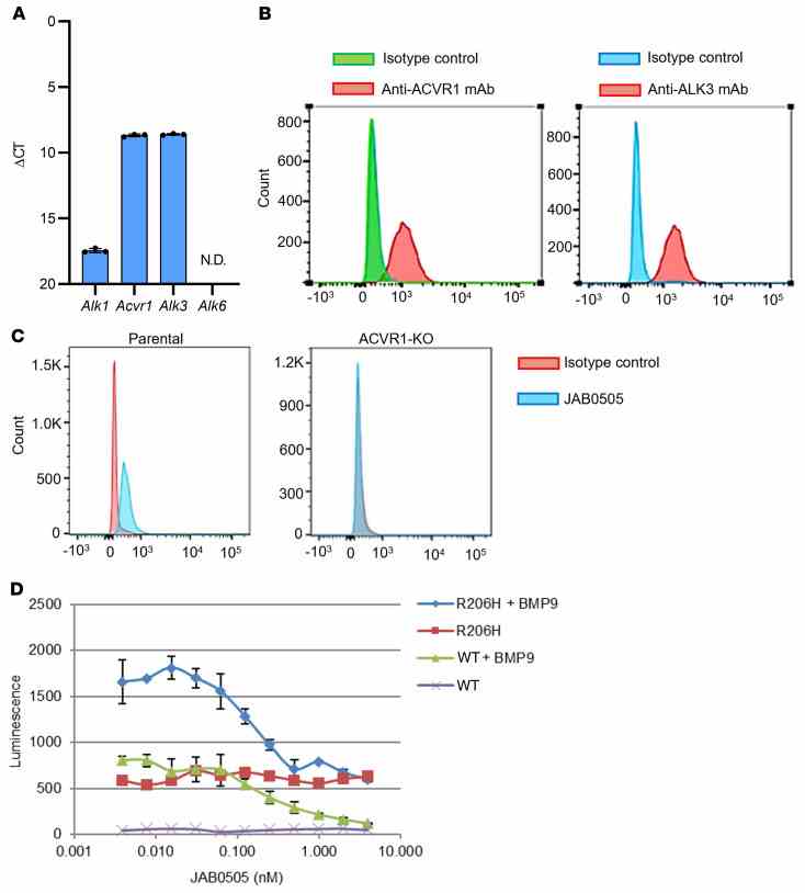 ( A ) Mouse C2C12 myoblast cells express similar levels of Acvr1 and Alk3 , low levels of Alk1 , and no detectable Alk6 , as quantified by RT-qPCR ( n = 3). ΔCT values were calculated using the average CT values of the internal controls, Gapdh or Actb (β-actin) (see Methods). Error bars represent ±SD. CT values >40 were considered not detected (N.D.). ( B ) Surface expression of ACVR1 and ALK3 on C2C12 cells, as detected by flow cytometry. ( C ) mAb JAB0505 binds to parental C2C12 cells, but not Acvr1 -KO cells, as assessed by flow cytometry. ( D ) JAB0505 inhibits BMP9-induced signal activation in wild-type and ACVR1(R206H)-overexpressing C2C12 cells in a dose-dependent manner, as determined by quantification of BRE-luciferase activity ( n = 3). Error bars represent ±SD.