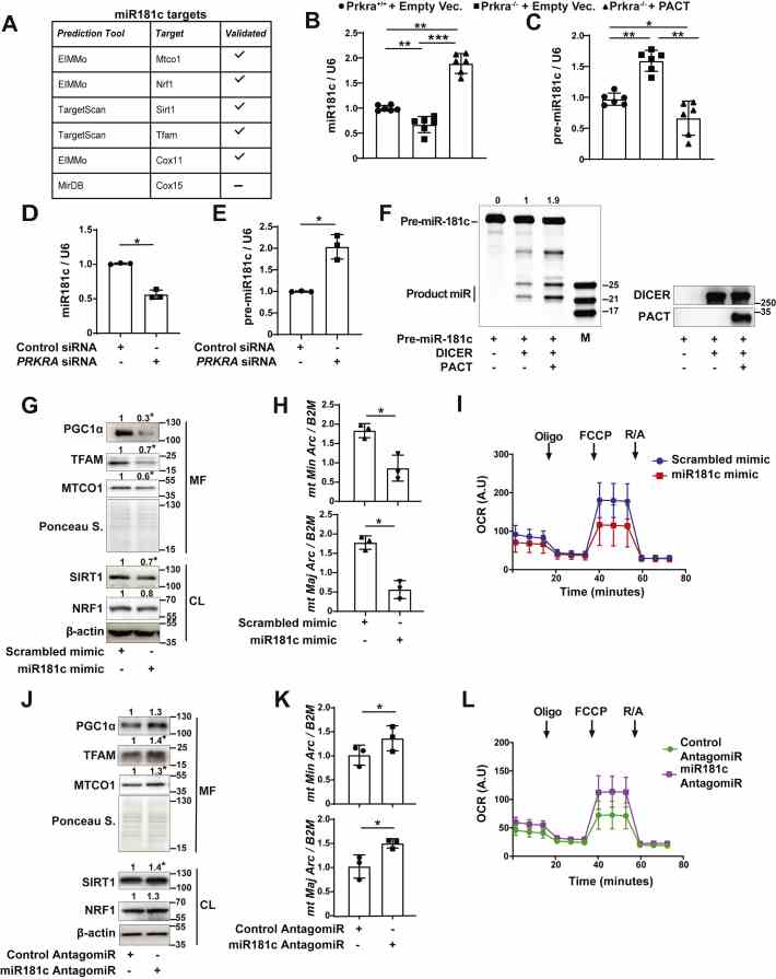 PACT suppresses mitobiogenesis through mature miR-181c. A , list of mitochondrial targets of miR-181. B and C , Prkra +/+ or Prkra ?/? MEFs were transfected with empty vector (Empty Vec.) or FLAG-PACT and total RNA extracts were analyzed by qRT-PCR to determine ( B ) miR-181c and U6 small nuclear RNA ( U6 ) (n = 6) and ( C ) pre-miR-181c and U6 RNA expression (n = 6). D and E , HEK293T cells were transfected with scrambled or PRKRA siRNA and total RNA extracts were analyzed by qRT-PCR for ( D ) miR-181c and U6 RNA and ( E ) pre-miR-181c and U6 RNA expression (n = 3). F , left panel , DICER cleavage assay performed using synthetic pre-miR-181c (10 μM) as substrate with recombinant DICER or PACT (0.2 μg) at 37 °C for 4 h. Samples are separated in 15% Urea-PAGE and detected with SYBR gold staining. M indicates microRNA marker. The average band intensities for the mature miR product are indicated at the top of the gel. Right panel , 5 ml of same samples (in the left panel ) were analyzed by Western blotting using specific antibodies for DICER and PACT (n = 3). G – I , HEK293T cells were transfected with scrambled or miR-181c mimic (100 nM) (n = 3); ( G ) Mitochondria enriched fraction (MF) and total cell lysates (CL) proteins were analyzed by Western blotting using specific antibodies for PGC1α, TFAM, antibody cocktail against ETC proteins, SIRT1, NRF1, and β-actin. H , total genomic DNA was analyzed by qRT-PCR to determine mtDNA ( mitochondrial major and minor arc ): nucDNA ( B2M ) ratio (n = 3). I , mitochondrial respiration was analyzed by OCR. Arrows indicate time for drug injections (n = 5; data were normalized to mitochondrial mass quantified from total OXPHOS protein levels from same samples and represented as arbitrary units (A.U)). J – L , HEK293T cells were transfected with control or miR-181c AntagomiR (100 nM). J , MF and CL protein lysates were analyzed by Western blotting using specific antibodies for PGC1α, TFAM, antibody cocktail against ETC proteins, SIRT1, NRF1, and β-actin (n = 3). K , total genomic DNA was analyzed by qRT-PCR to determine mtDNA ( mitochondrial major and minor arc ): nucDNA ( B2M ) ratio (n = 3). L , mitochondrial respiration was analyzed by OCR. Arrows indicate time for drug injections (n = 5; data were normalized to mitochondrial mass quantified from total OXPHOS protein levels from same samples and represented as arbitrary units (A.U)). M , MEF cells were transfected with scrambled or miR-181c mimic (100 nM) and complex I (mOD/min), III (Units/μg), and IV (mOD/min) activity was measured by ELISA (n = 3). N , MEF cells were transfected with control or miR-181c AntagomiR (100 nM) and complex I (mOD/min), III (Units/μg), and IV (mOD/min) activity was measured by ELISA (n = 3). O and P , Prkra +/+ or Prkra ?/? MEF cells transfected with scrambled or miR-181c mimic (100 nM). O , total genomic DNA was analyzed by qRT-PCR for mtDNA (mitochondrial Cox1 or Nd4 ): nucDNA (nuclear ApoB ) ratio (n = 3). P , mitochondrial respiration was analyzed by OCR. Arrows indicate time for drug injections (n = 5; data were normalized to mitochondrial mass that was quantified from total OXPHOS protein levels from the same samples and represented as arbitrary units (A.U)). Protein expression was calculated relative to β-actin for whole cell lysate and Ponceau S. for mitochondrial fraction and depicted at the top of each blot. Data are mean ± SD. Unpaired t test with Welch’s correction or one-way ANOVA. ? p ≤ 0.05, ?? p ≤ 0.01, ??? p ≤ 0.001, ns: not significant. CL, cell lysate; Cyto, cytoplasmic fraction; ETC, electron transfer chain; MEF, mouse embryonic fibroblast; MF, mitochondrial fraction; mtDNA, mitochondrial DNA; nucDNA, nuclear DNA; OCR, oxygen consumption rate; siRNA, silencer RNA.