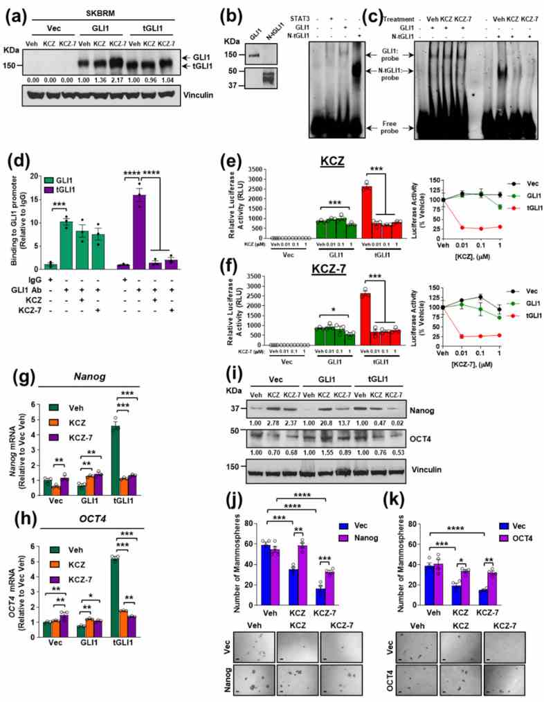 KCZ and the novel derivative KCZ-7 inhibit tGLI1 transcriptional activity leading to downregulation of validated tGLI1-mediated stemness genes Nanog and OCT4 . ( a ) Representative Western blots of GLI1 and tGLI1 expression in isogenic SKBRM cell lines following 24 h treatment with vehicle, 1 μM KCZ, or 1 μM KCZ-7. The same membrane was probed to assess the loading control. ( b ) Western blots of recombinant GLI1 and N-tGLI1 (left). A tGLI1-selective Ab was used to detect tGLI1. Binding of recombinant GLI1 and N-tGLI1 to a dsDNA oligonucleotide containing the consensus GLI1/tGLI1-binding site (right). STAT3 was used as a negative control. ( c ) The DNA-binding ability of recombinant N-tGLI1, but not GLI1, is disrupted by KCZ or KCZ-7 treatment. ( d ) Relative binding of GLI1 or tGLI1 to the GLI1-binding sites in SKBRM cells, as determined by chromatin immunoprecipitation; qPCR was performed using primers spanning the GLI1 binding site. ( e , f ) Inhibition of GLI1- and tGLI1-mediated promoter transactivation by KCZ ( e ) and KCZ-7 ( f ). SKBR3 cells were transiently transfected with 8 × 3′GLI1 luciferase reporter and vector, GLI1, or tGLI1 plasmids, then treated with increasing doses of KCZ ( e ) or KCZ-7 ( f ) for 48 h and stimulated with SHH ligand (100 ng/mL) for 4 h. Right: Relative luciferase activity normalized to vehicle treatment. ( g , h ) Selective reduction of tGLI1-mediated stemness genes Nanog ( g ) and OCT4 ( h ) mRNA as assessed by RT-qPCR in isogenic SKBRM cell lines treated with vehicle, 1 μM KCZ, or 1 μM KCZ-7 for 24 h. ( i ) Nanog and OCT4 protein expression following treatment with vehicle, 1 μM KCZ, or 1 μM KCZ-7 in isogenic SKBRM cell lines. The same membrane was probed to assess the loading control. ( j , k ) Overexpression of Nanog ( j ) or OCT4 ( k ) rescues SKBRM-tGLI1 mammospheres from KCZ and KCZ-7 treatment. Scale bars represent 200 μm. N-tGLI1, N-terminal tGLI1; *, p < 0.05; **, p < 0.01; ***, p < 0.001; ****, p < 0.0001; two-way ANOVA with post hoc Dunnett’s ( d – f ) or Bonferroni’s ( g , h , j , k ) multiple comparison test was used to calculate p -values. The uncropped blots are shown in page 2 of .