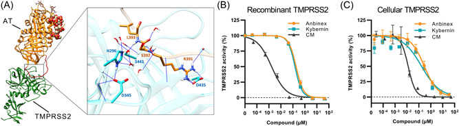 Antithrombin inhibits TMPRSS2 protease activity. (A) Docking analysis of AT (orange, from PDB 3KCG) and TMPRSS2 (homology model, UniProtKB O15393, green). The heparin pentasaccharide is shown as spheres and glycoside residues as sticks. The inset shows the AT‐TMPRSS2 catalytic complex after structural refinement. The AT RCL is depicted in orange, TMPRSS2 residues in cyan; water molecules (sticks) within a radius of 5? and hydrogen bonds (blue lines) are shown. (B) Recombinant TMPRSS2 (residues 106–492) was incubated with two commercially available formulations of AT (Anbinex, Kybernin) or the small molecule TMPRSS2 inhibitor CM, 1h before the addition of fluorogenic TMPRSS2 substrate BOC‐QAR‐AMC. Data are shown as means ± SD derived from n = 2 experiments performed in triplicates. (C) HEK293T cells expressing TMPRSS2 were incubated with AT or CM 1 h before the addition of fluorogenic TMPRSS2 substrate BOC‐QAR‐AMC. Results were corrected for the signal of nontransfected HEK293T cells. Data are shown as means± SEM derived from n = 3 experiments performed in duplicates. AT, antithrombin; CM, camostat mesylate; RCL, reactive center loop; SD, standard deviation; SEM, standard error of the mean.