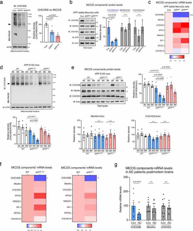 CHCHD6 selectively decreases at transcription level in AD models. a Mitochondrial fractions were isolated from APP stable Neuro2a cells and subjected to Blue Native PAGE (BN-PAGE) analysis followed by western blotting (WB). MICOS complex level was detected with antibody against CHCHD6. ATPB was analyzed by SDS-PAGE followed by WB, using as a loading control. Left: representative blots from 5 independent experiments. Right: relative density of CHCHD6-immunoreactive band around 720 kDa in contrast to ATPB. b Total lysates harvested from APP stable Neuro2a cells were subjected to WB with the indicated antibodies. Left: representative blots from 3 independent experiments. Right: relative density of CHCHD6, Mitofilin and CHCHD3 in contrast to actin. c RNA was extracted from APP stable Neuro2a cells. The expression of MICOS complex components was analyzed by qPCR. Heat map analysis shows the mean of the genes analyzed. n = 6 independent experiments for CHCHD10, and n = 4 independent experiments for others. **** p < 0.0001 (Con vs. APP wt or APP swe cells). d Mitochondrial fractions were isolated from the hippocampus of WT, APP NL?G?F and APP NL?F mice at the ages of 3, 6, and 9 months, and subjected to BN-PAGE analysis. Histogram: relative density of CHCHD6-immunoreactive band around 720 kDa in contrast to ATPB. n = 4 mice/group. e The hippocampus of WT, APP NL?G?F and APP NL?F mice was harvested at the ages of 3, 6, and 9 months. Total protein levels of CHCHD6, Mitofilin and CHCHD3 were examined by WB. n = 4 mice/group. f RNA was extracted from the hippocampus of 6-month-old APP NL?G?F mice or 9-month-old APP NL?F mice and age-matched wild-type (WT) mice. The expression of MICOS complex components was analyzed by qPCR. Heat map analysis shows the mean of the genes analyzed. n = 9 mice/group for CHCHD3 of APP NL?G?F mice, and n = 5 mice/group for other groups. * p < 0.05 (WT vs. APP NL?G?F mice or APP NL?F mice). g RNA was extracted from the postmortem hippocampus of AD patients and control subjects. The expression of CHCHD6, Mitofilin and CHCHD3 was analyzed by qPCR. n = 9 individuals/group. All data are presented as mean ± SEM and were compared using one-way ANOVA with Tukey’s post hoc test in ( a – e ), and unpaired Student’s t test in ( f – g )