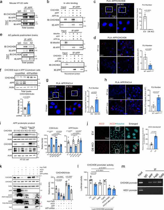 CHCHD6 and APP are interdependent to regulate each other. a . The total protein lysates of control and CHCHD6 KO HT-22 cells were subjected to immunoprecipitation (IP) with anti-APP antibody, followed by WB. Shown blots are representative of three independent experiments. b APP recombinant protein (500 ng) was incubated with either CHCHD6, Mitofilin or CHCHD3 recombinant proteins (500 ng, each). Immunoprecipitates with anti-APP antibodies was analyzed by immunoblotting with the indicated antibodies. Data are representative of 2 independent experiments. Control and CHCHD6 KO HT-22 cells were stained with anti-APP and anti-CHCHD6 antibodies ( c ) or anti-APP and anti-FACL4 antibodies ( g ), and subjected to in situ Duolink proximity ligation assay (PLA) analysis. Histogram shows the number of PLA-positive puncta (red). At least 47 cells/group (for APP and CHCHD6) and 250 cells/group (for APP and FACL4) were analyzed. The data were from 3 independent repeats. Brain sections from 6-month-old WT and APP NL?G?F mice ( n = 4 mice/group) were stained with anti-APP and anti-CHCHD6 antibodies ( d ) or anti-APP and anti-FACL4 antibodies ( h ), and subjected to PLA analysis. Histogram: the number of PLA-positive puncta (red) was quantified from at least four separate fields of each sample. e The total protein lysates of hippocampus of control subjects and AD patients were subjected to immunoprecipitation (IP) with anti-APP antibody, followed by WB. Shown blots are representative of three independent experiments. f HEK293 cells were infected with control or APP shRNA lentivirus. Total protein lysates were analyzed by WB with indicated antibodies. Histograms: relative density of CHCHD6 to actin. n = 6 independent experiments. i Control and CHCHD6 KO HT-22 cells were transfected with Flag empty vector (Flag-EV), or Flag-tagged CHCHD6 (D6-Flag) plasmids for 2 days. The total protein lysates were subjected to WB with the indicated antibodies. Histogram: the relative density of C99 and APP to actin. n = 3 independent experiments for C99 and n = 4 independent experiments for APP. j Control and CHCHD6 KO HT-22 cells were stained with anti-AICD antibody and Hoechst probe. The intensity of AICD was quantified and shown in the histogram. At least 300 cells/group were analyzed, and the data were from 4 independent experiments. k HEK293 cells were infected with control or APP shRNA lentivirus, and then transfected with the indicated plasmids for 72 h. The total protein lysates were subjected to WB. Red arrow: AICD. Histogram: the relative density of CHCHD6 to actin. n = 4 independent experiments. l HEK293 cells were transfected with CHCHD6 promoter-luc along or together with AICD, and/or Fe65 and/or Tip60 for 36 h. Cells were lysed, and the luciferase activity was measured. n = 8 for control and n = 4 for other groups. m HEK293 cells were transfected with GFP-labeled AICD, myc-Fe65 and Tip60-flag. CHIP analysis on CHCHD6 promoter was carried out with indicated antibodies. Hes1 gene ChIP is reported as a control. n = 2 independent experiments. All the data are mean ± SEM. The data in panel c , d , f – h , j were compared by the unpaired Student’s t test , and the data in panels i , k and l were compared by one-way ANOVA with Tukey’s post hoc test