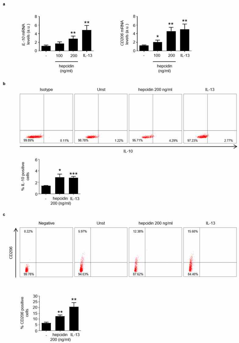 Stimulation of blood mononuclear cells with hepcidin increases the percentages of IL-10- and CD206-expressing cells. ( a ). Blood mononuclear cells were either left unstimulated (Unst) or stimulated with exogenous hepcidin or IL-13 (as an inducer of regulatory macrophages), as indicated in materials. IL-10 and CD206 RNA expression was analyzed by real-time PCR and values were normalized to β-actin RNA. Values are expressed in arbitrary units (a.u.) and indicate mean ± SD of 3 experiments. Unst versus hepcidin, * p < 0.05, ** p < 0.01; unst versus IL-13, ** p < 0.01. ( b , c ). Blood mononuclear cells were either left unstimulated (Unst) or stimulated with exogenous hepcidin as indicated in materials and methods and the percentages of IL-10- or CD206-expressing cells were then evaluated by flow-cytometry. The histogram shows the percentage of positive cells and data are expressed as mean ± SEM of 3 separate experiments. Unst versus hepcidin * p < 0.05, ** p < 0.01; unst versus IL-13, * p < 0.0.5, *** p < 0.001.