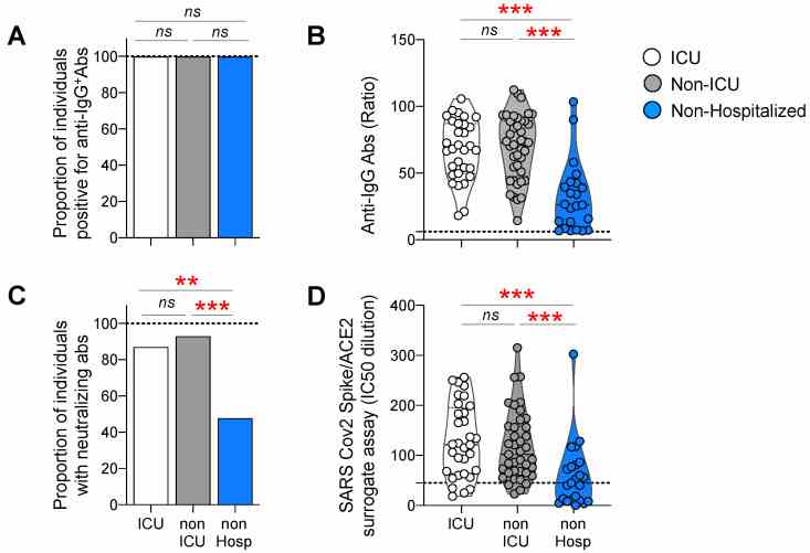 Antibody responses against the Spike protein in ICU, non-ICU, and non-hospitalized individuals. Luminex beads, coupled with Spike proteins, were used to monitor the IgG binding antibody response; neutralization was measured by a surrogate Spike/ACE-2 inhibition binding assay in the sera, from ICU (N = 31), non-ICU (N = 41), and non-hospitalized (N = 23) individuals at 6 months post-SARS-CoV-2 infection. The proportion of individuals with detectable ( A ) IgG ( C ) neutralizing antibodies in the three study groups. ( B ) Levels of IgG-binding antibody responses: MFI signals for serum antibody-binding were expressed as ratios, compared to a negative-control pool of pre-COVID-19 pandemic human serum, tested in parallel. ( D ) IC50 dilutions of the Spike/ACE2 surrogate neutralization assay. p -values were obtained using chi-square and a one-way ANOVA (Kruskal–Wallis test), followed by a Mann–Whitney test. Red stars indicate statistical significance (** = p < 0.001; *** = p < 0.001); ns = not significant.