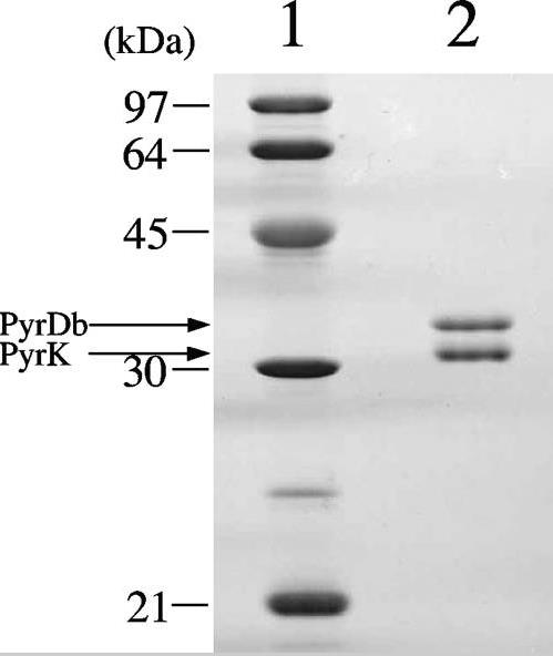pyrK-1394A-3.jpg