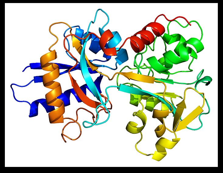 Recombinant Human Transferrin TF-4203H - Creative BioMart