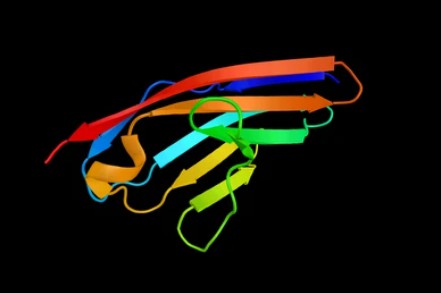 Smooth Muscle Cell Markers