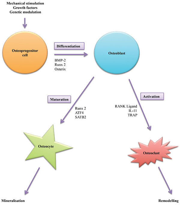 Osteoprogenitor Differentiation and Accompanying Gene Expression.