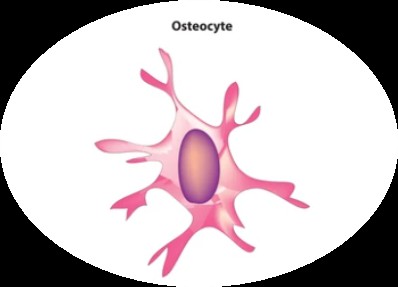 Osteocyte Markers