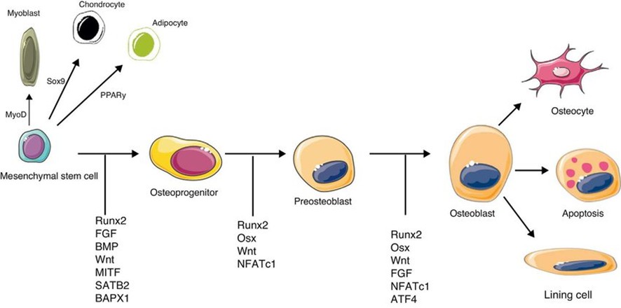 Molecular signals with a key role in osteoblast differentiation and activation.