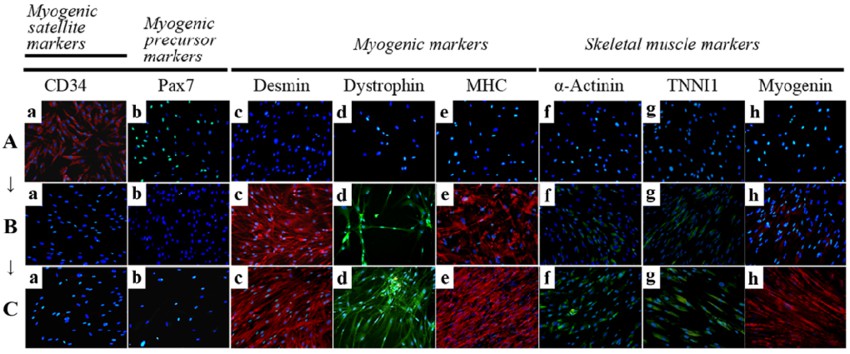 Immunocytochemistry for the detection of myogenic markers.