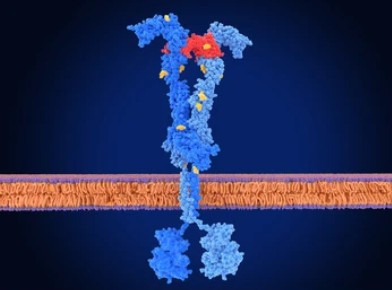 Vascular Endothelial Growth Factors (VEGFs).