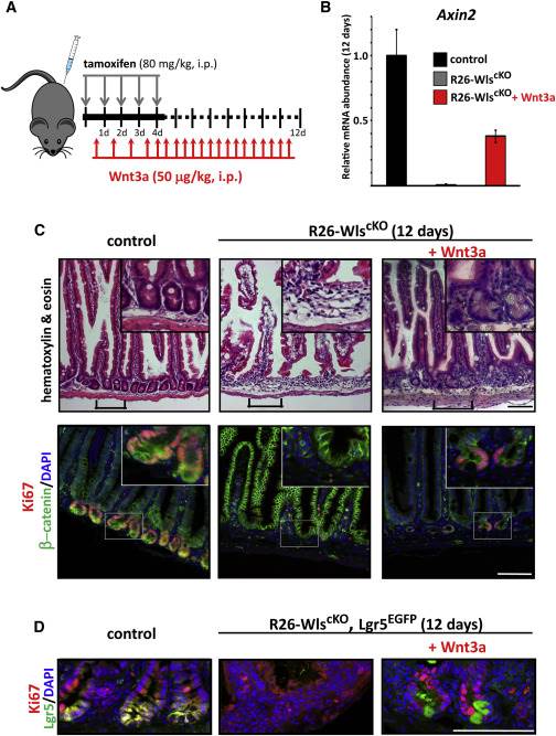 Extra-Epithelial Wnt Ligands Are Essential for the Maintenance of Intestinal Homeostasis.