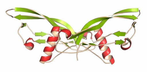 BMPs (Bone Morphogenetic Proteins).