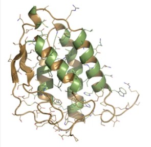 Common beta Chain Receptor Family Ligands.