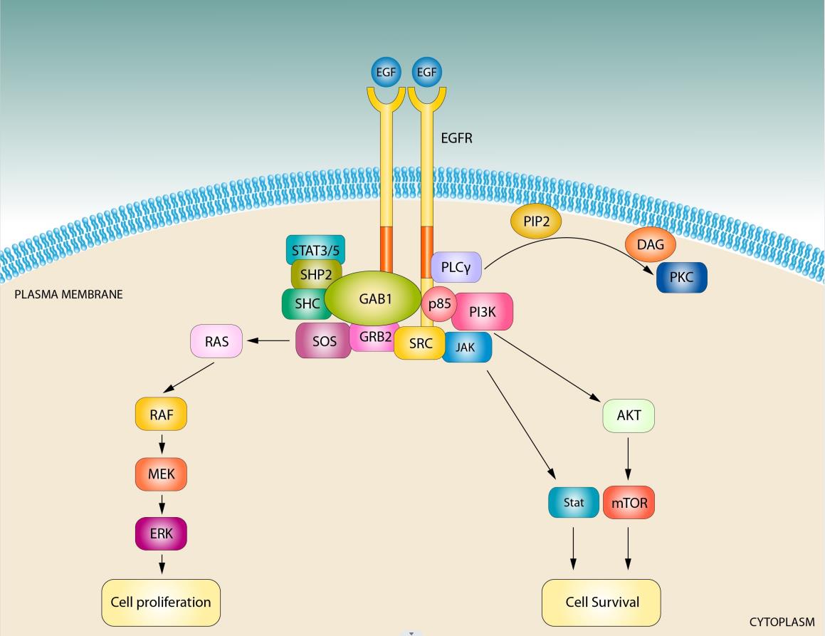 EGF signaling pathway.