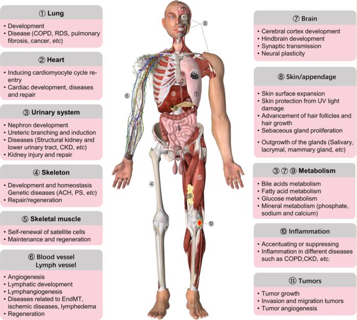 Summary of the Main Roles of FGF/FGFR Signaling in Organ Development, Metabolism, and Disease.