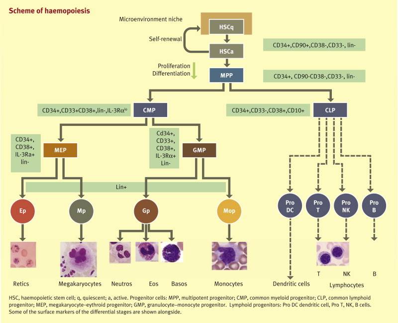 Differentiation of hematopoietic progenitor cells into immune cells.