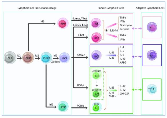 Innate lymphoid cell lineage and classification.