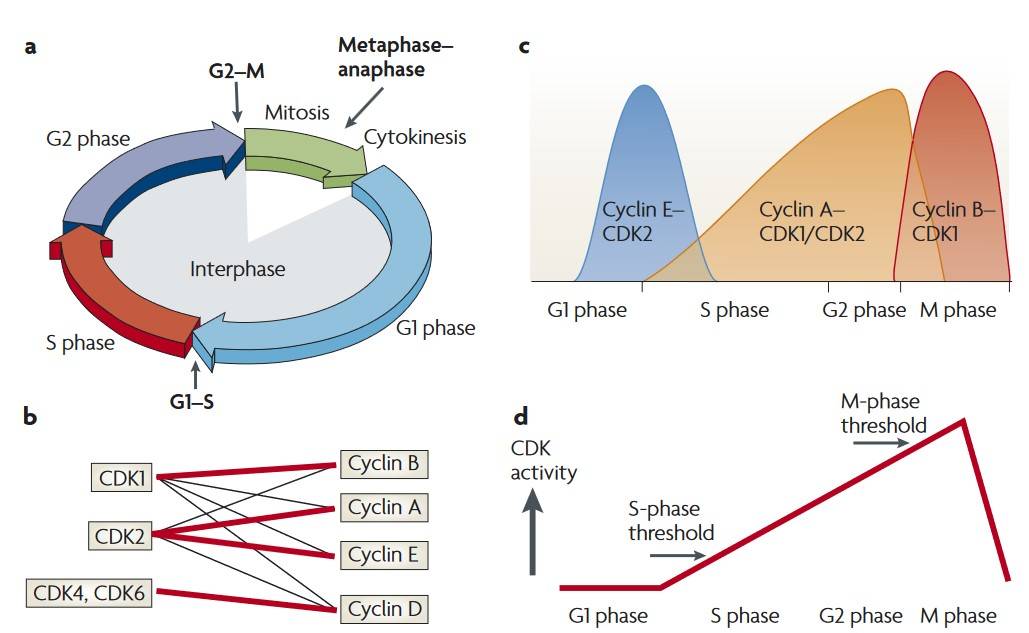 Cyclins and CDKs are key regulators of the cell cycle.