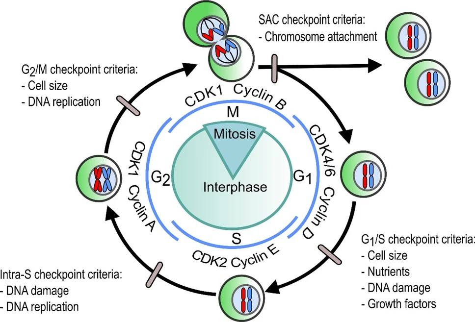 Cell cycle checkpoints ensure proper execution of the cell cycle.