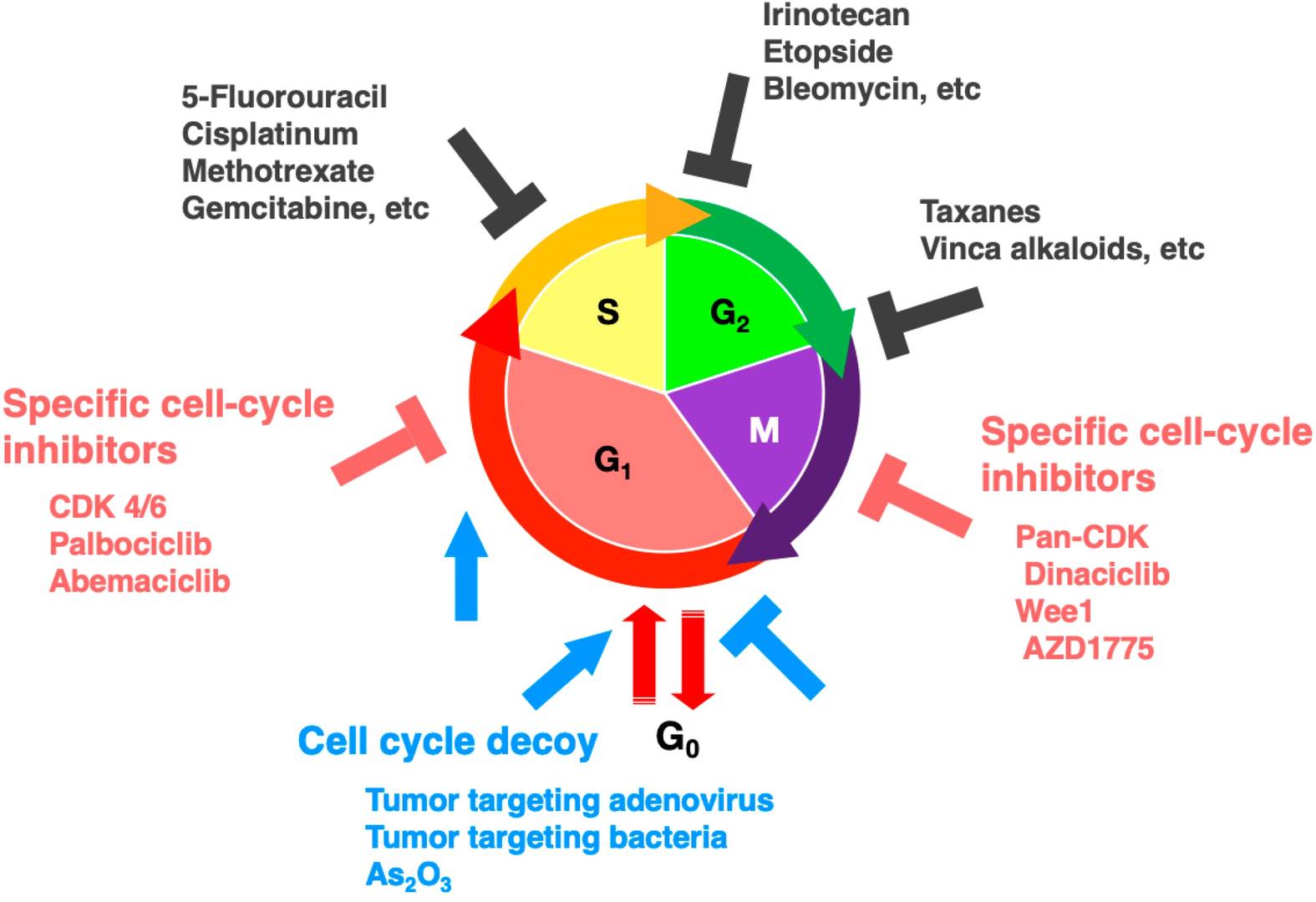 Anti-cancer therapeutics target different stages of the cell cycle.