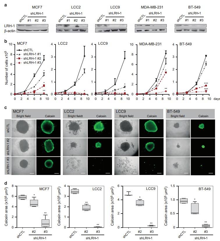 LRH-1 knockdown reduces 2D and 3D proliferation in ERα-positive and ERα-negative breast cancer cells; analysis includes western blotting, assays, and spheroid imaging.