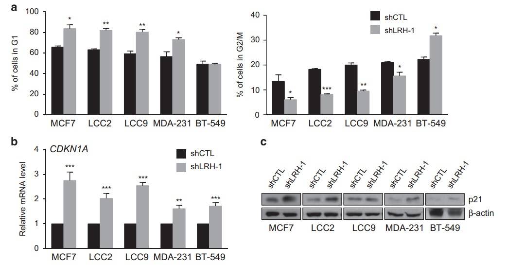 LRH-1 knockdown inhibits G1- or G2-phase growth and reduces CDKN1 A level, analysis includes FACS, qPCR and western blotting.