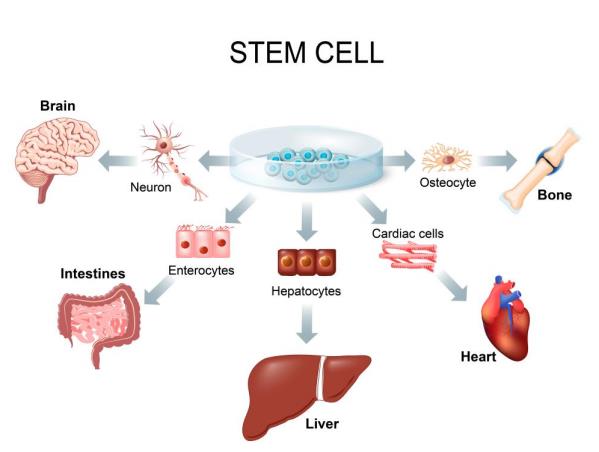 Stem Cells.