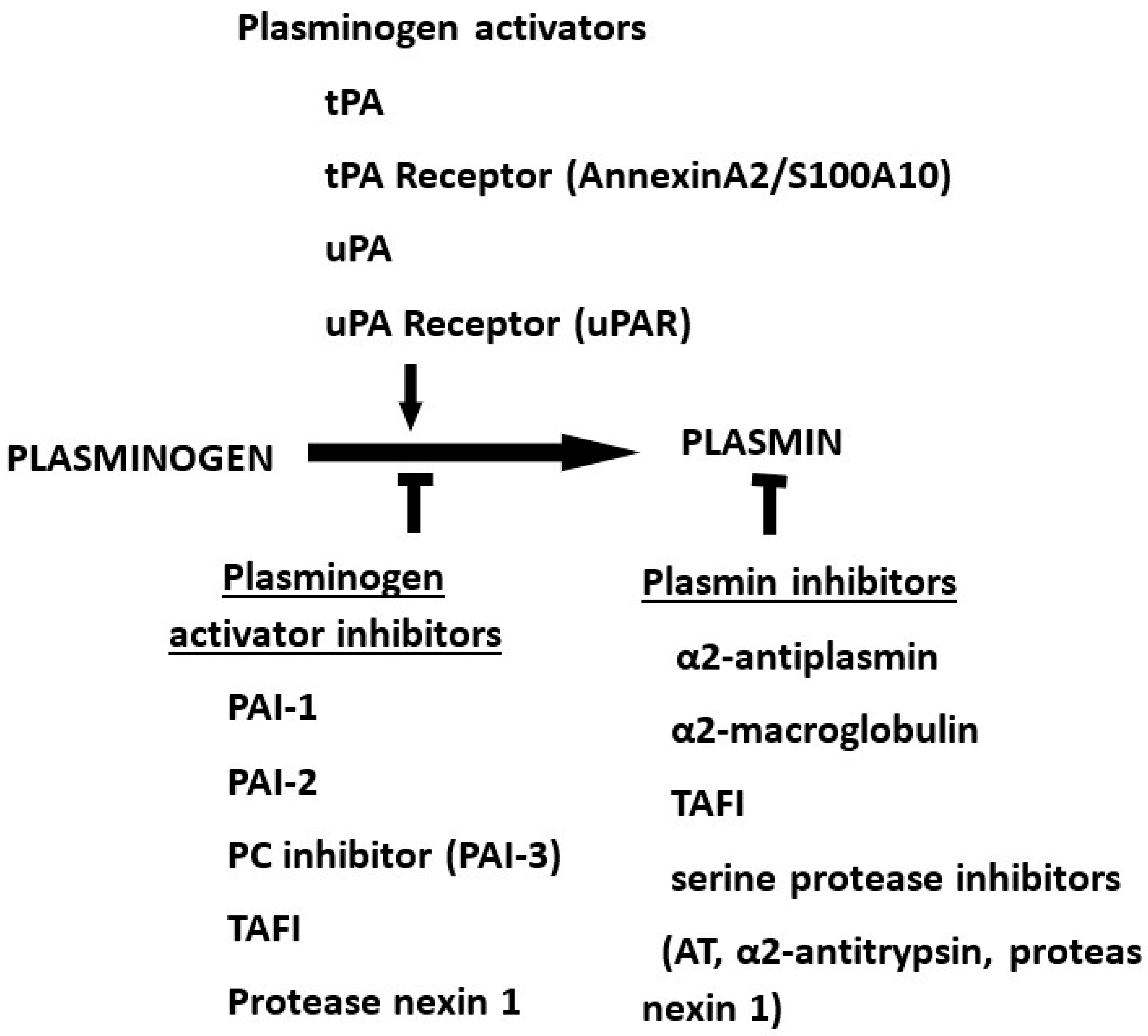 The fibrinolytic (plasminogen–plasmin) system. 
