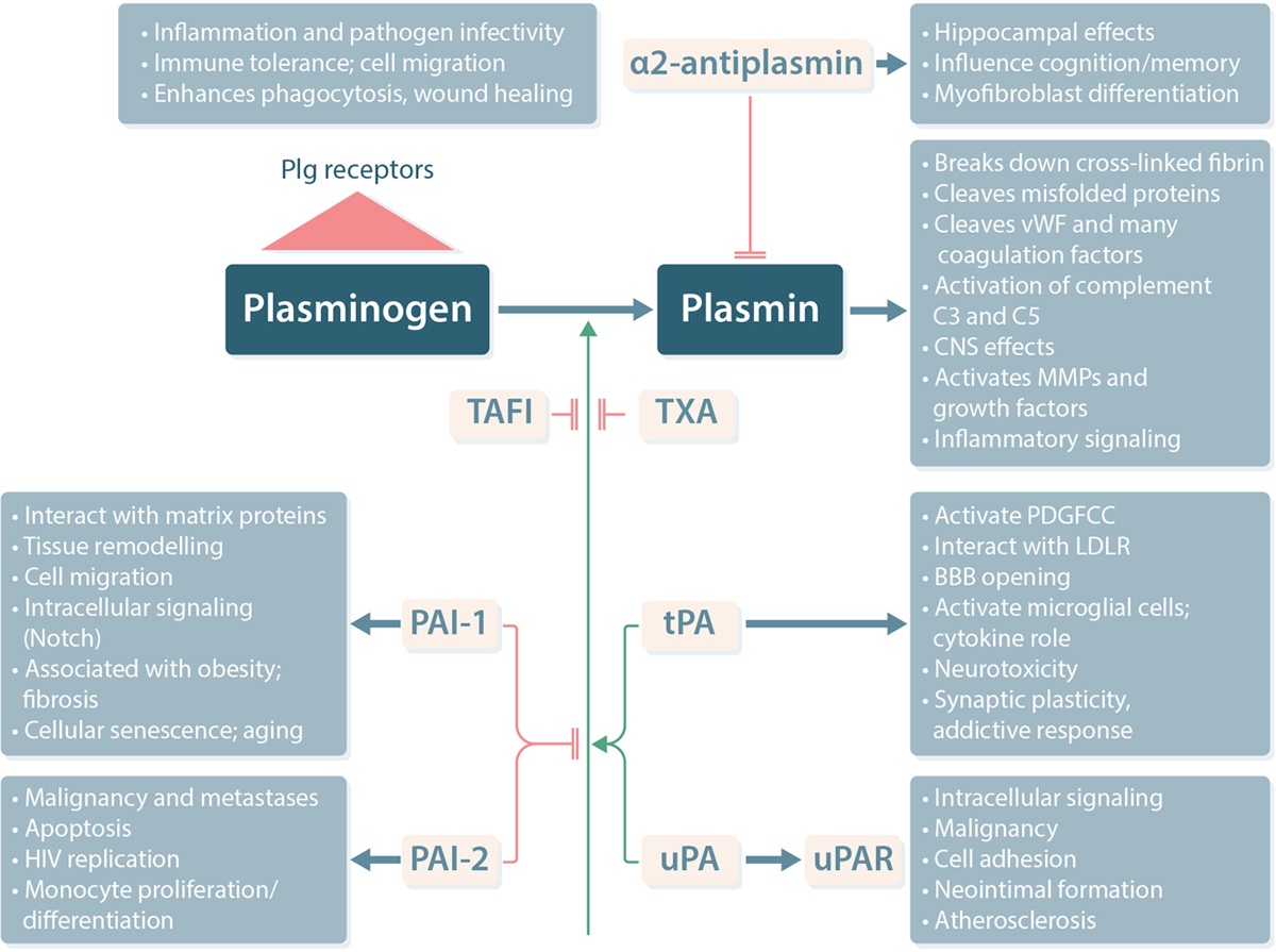 Schematic representation of the fibrinolytic system and the broad effects of its component parts.