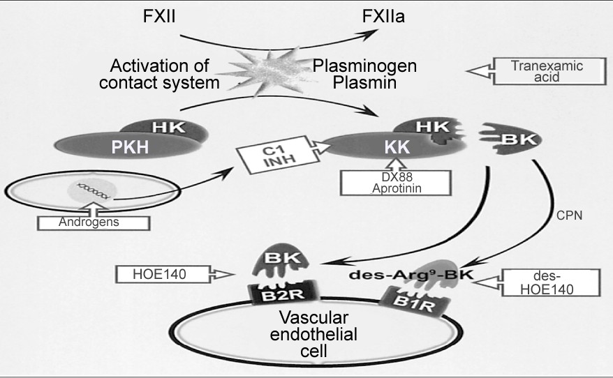 Pharmacological targets to modulate the kallikrein-kinin activity.