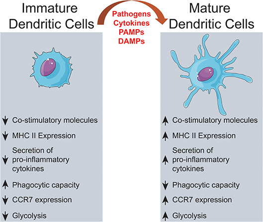 Dendritic cell activation.