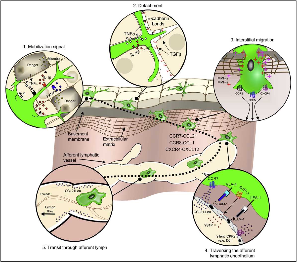 DC trafficking in peripheral tissues.