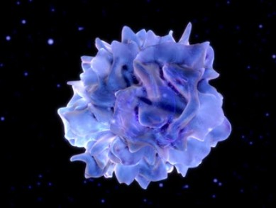 Dendritic cell - Creative BioMart 