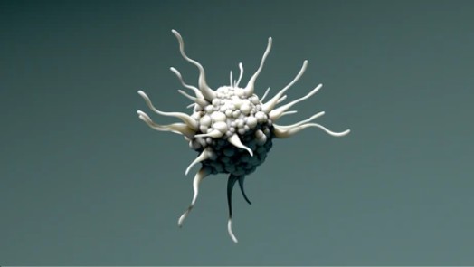 Dendritic cell - Creative BioMart