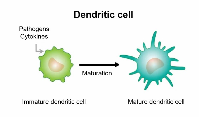 Maturation from immature to mature dendritic cells. - Creative BioMart