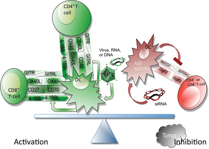 Pathways of activation and inhibition via costimulatory molecules.