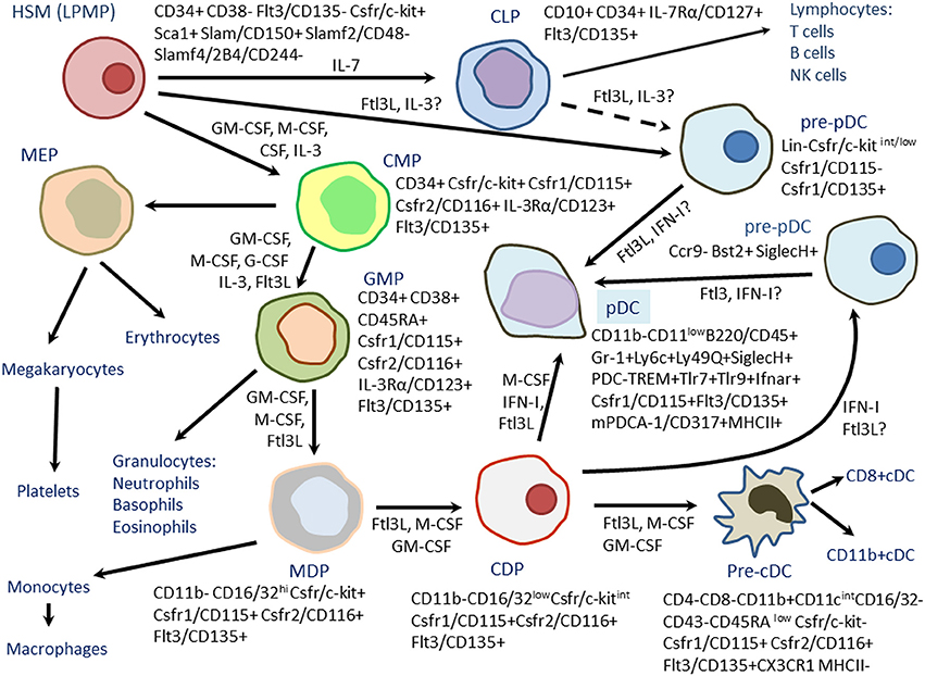 Differentiation of mouse plasmacytoid dendritic cells (PDCs) from hematopoietic stem cells (HSCs) Or lymphoid-primed multipotent progenitors (LPMPs).