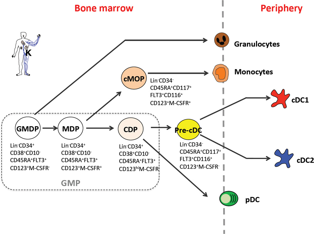 Phenotype and relationship of DC progenitors in human. 