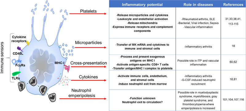 Megakaryocyte effector mechanisms. 