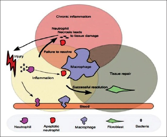 Macrophage role in inflammation and tissue repair.