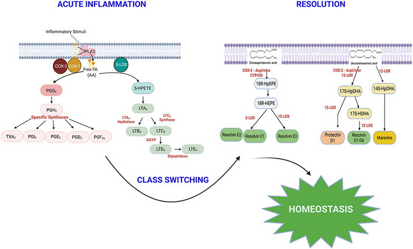 The role of eicosanoids in the mediation of inflammation and resolution through class-switching and thus in the maintenance of homeostasis.