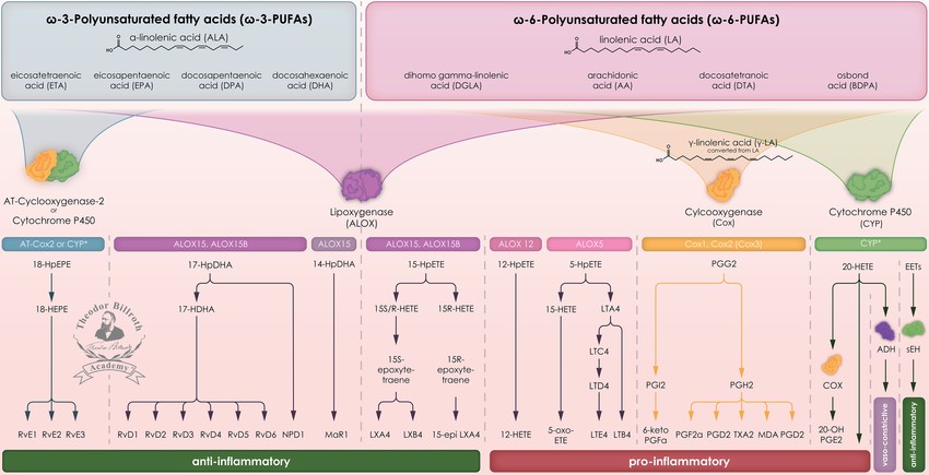 Eicosanoid metabolism and its relevance in inflammation.