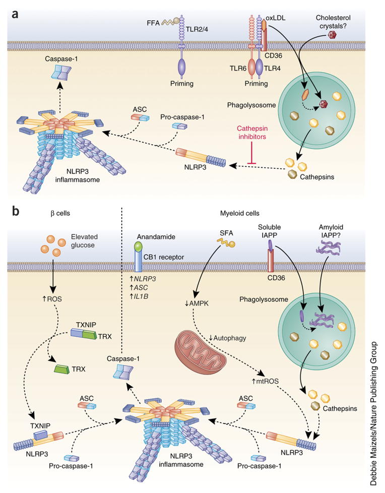 Mechanism of inflammasome activation in inflammatory disease.