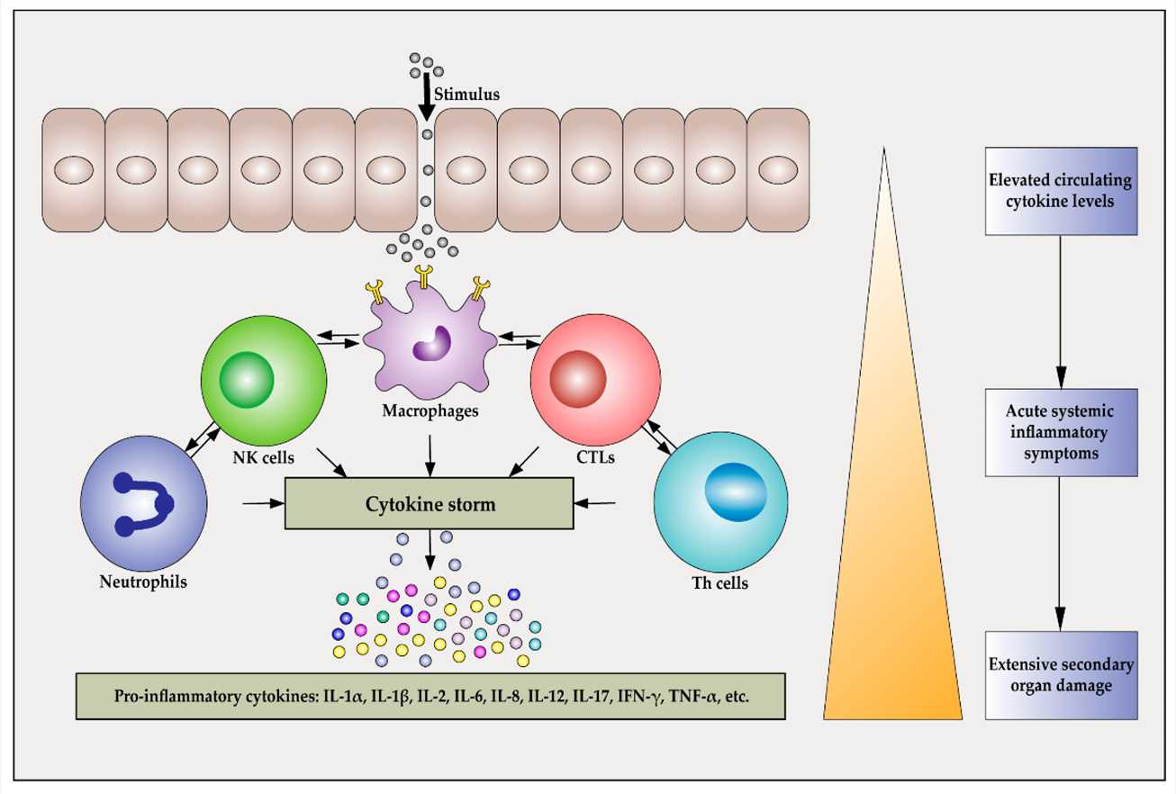 Cells that can be involved in a cytokine storm.