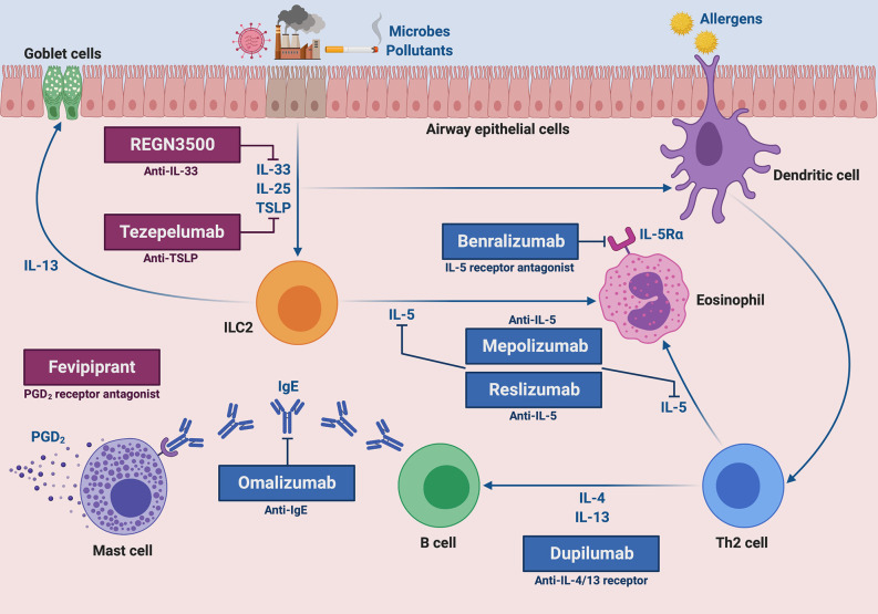 Molecular targets of current and future biological therapies of severe type 2 asthma.