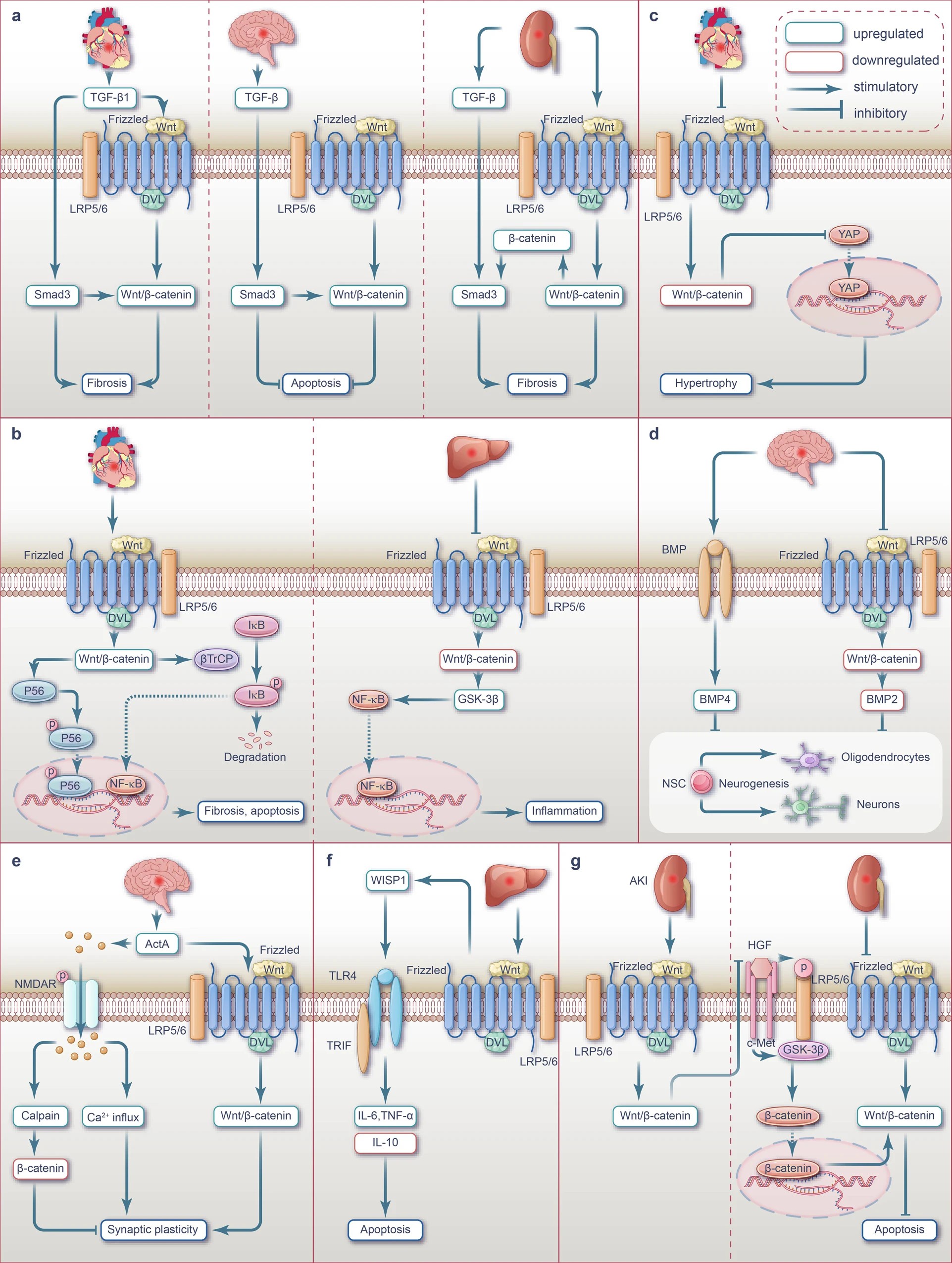 Interplay between Wnt, TGF-β, NF-κB, Hippo-YAP, BMP, NMDAR-Ca2+-ActA, TLR4/TRIF and HGF/c-Met signaling pathways during ischemia or I/R injury. 