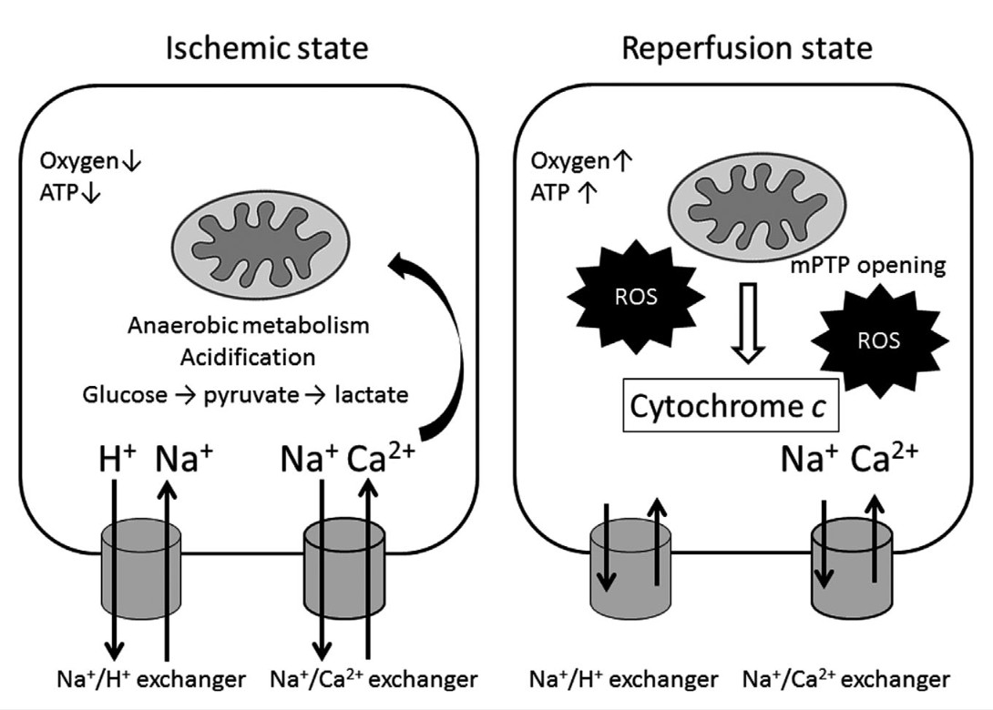 Schematic images of sequential changes in cytosolic and mitochondrial function during ischemia and reperfusion injury.